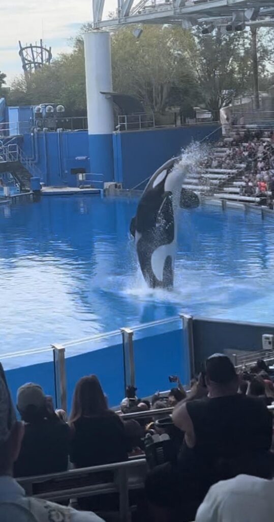 top 10 things you'll love. Orca Jumping.